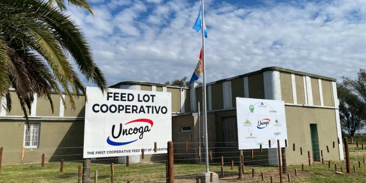  feedlot HOLANDO 