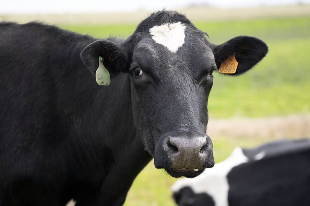 Los debes de la Ley de Produccion Familiar Agropecuaria y su nulo impacto en el sector lacteo12