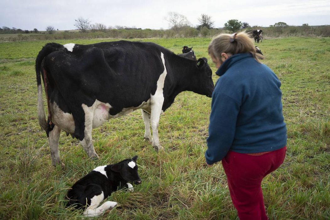 Los debes de la Ley de Produccion Familiar Agropecuaria y su nulo impacto en el sector lacteo9