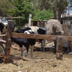 Deshidratadora de leche para region Lagunera