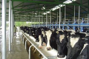 Aproleche Osorno valora que agricultores puedan seguir emitiendo guías de despacho en papel