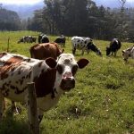 Ganaderos en Boyaca piden incremento en precio de la leche e incentivos por heladas