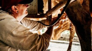 Misiones busca fortalecer sus cuencas lecheras y producir más lácteos locales