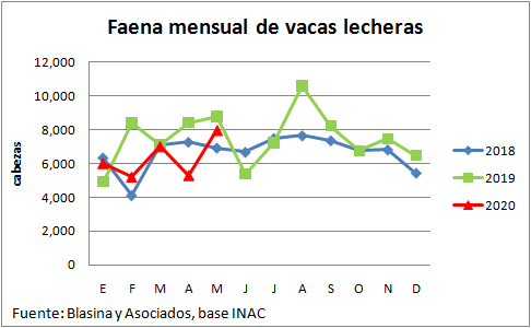 Participacion de vacas lecheras en la faena dio un salto en mayo1