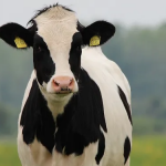 Alerta global estudian un contagio de gripe aviar en vacas lecheras