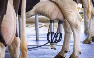 Una mala rutina de ordeño puede enfermar a las vacas