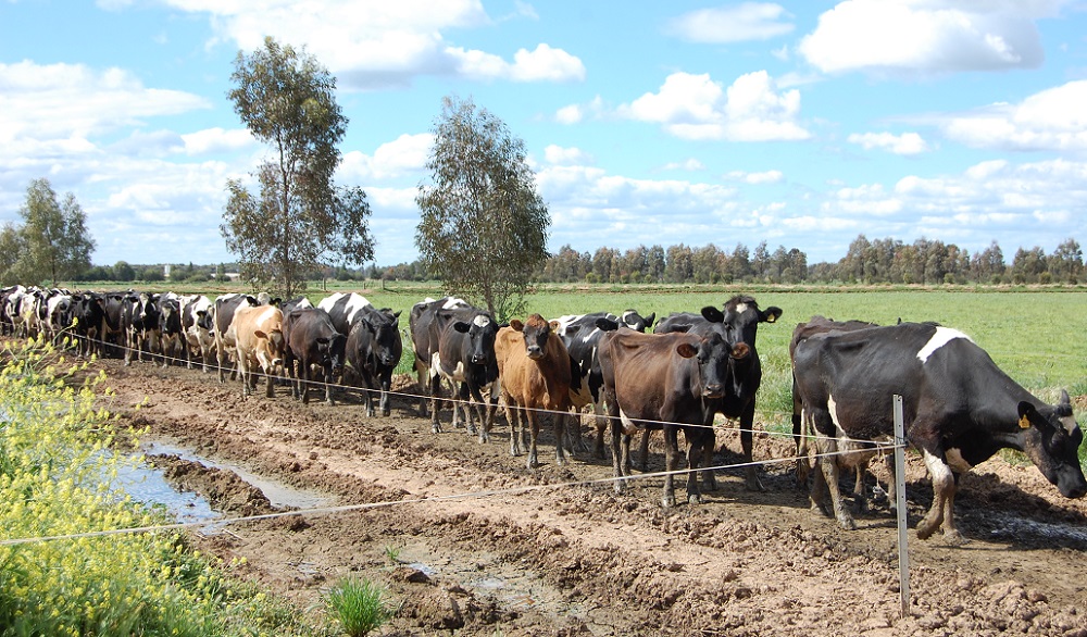 Evolución de la producción mundial de leche sorprende el crecimiento de Australia