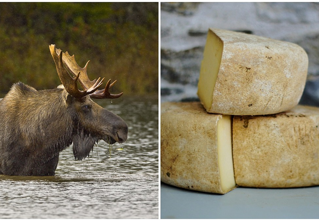 Moose Cheese