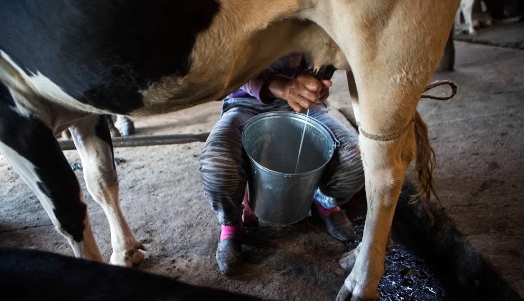 Ganaderos de Ecuador reclaman precio justo de la leche