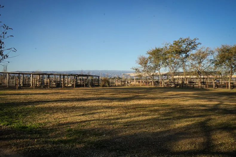 2Comenzo con una vaca hace 30 anos y hoy resiste a fuerza de voluntad la vida de uno de los pocos tambos que quedan en San Juan