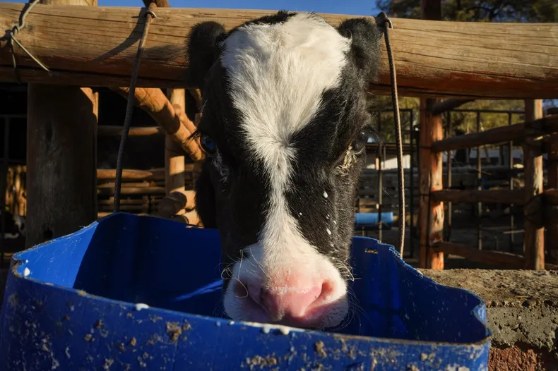 3Comenzo con una vaca hace 30 anos y hoy resiste a fuerza de voluntad la vida de uno de los pocos tambos que quedan en San Juan