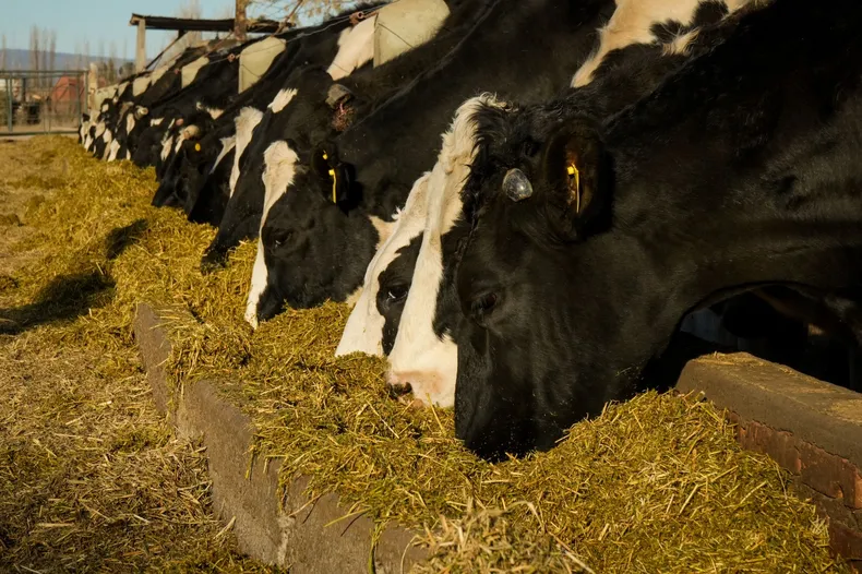 4Comenzo con una vaca hace 30 anos y hoy resiste a fuerza de voluntad la vida de uno de los pocos tambos que quedan en San Juan