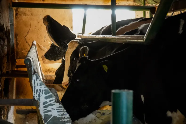 5Comenzo con una vaca hace 30 anos y hoy resiste a fuerza de voluntad la vida de uno de los pocos tambos que quedan en San Juan