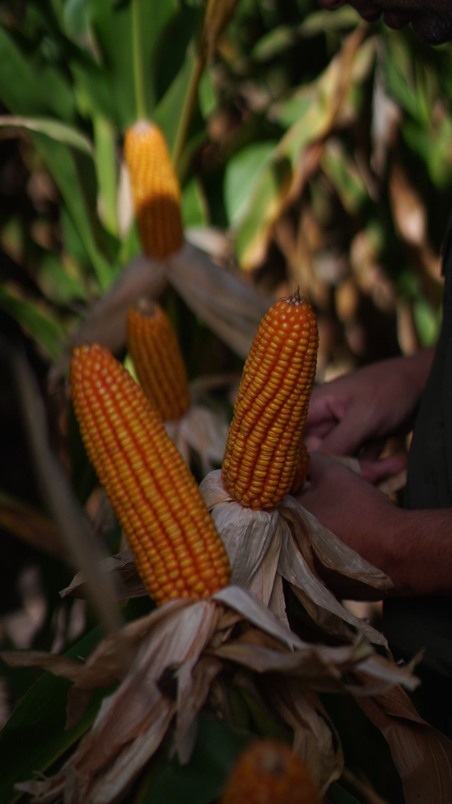 El aprendizaje que nos deja Brasil una herramienta más para poder vencer a la chicharrita