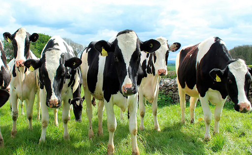 PERÚ VACAS