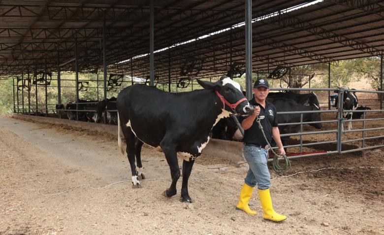 La vaca feliz es la que da tres veces más leche