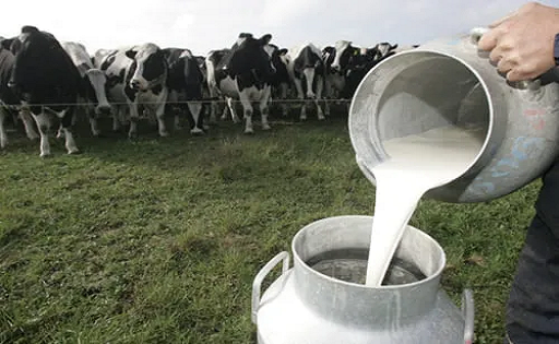 LECHE NARIÑO PLANTÓN