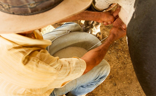 PRODUCCIÓN LECHE