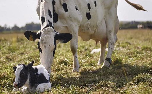 VACAS