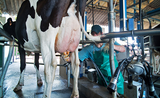 LECHE PRODUCCIÓN