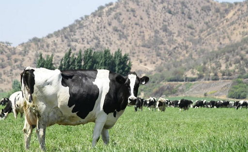 PRODUCCIÓN LECHE