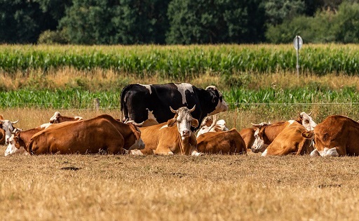 33 millones en pérdidas y 50 mil litros de leche sin enviar por día los efectos de las restricciones impuestas por Panamá