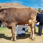 LECHE PRODUCCIÓN