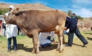 LECHE PRODUCCIÓN