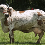 El gyr lechero demuestra su gran potencial para la producción en Colombia GYR
