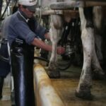 Remisión de leche a las industrias cayó en 2024, pero lleva cinco años por encima de 2.000 millones de litros