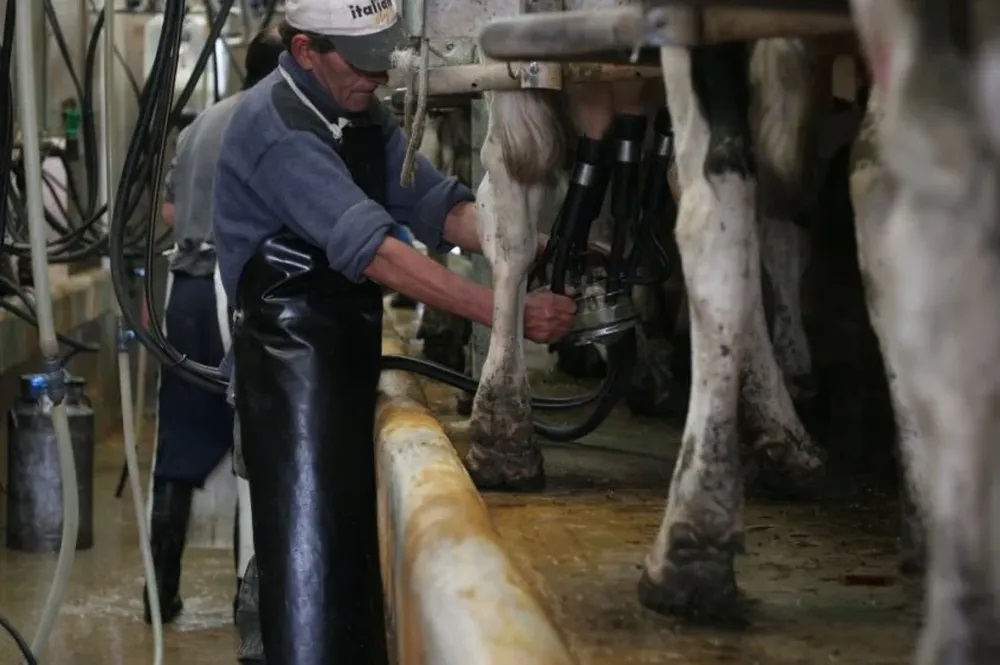 Remisión de leche a las industrias cayó en 2024, pero lleva cinco años por encima de 2.000 millones de litros