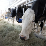 A medida que aumenta la gripe aviar los granjeros buscan formas de proteger la leche cruda