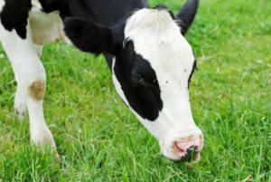 Disminuirá la producción de leche