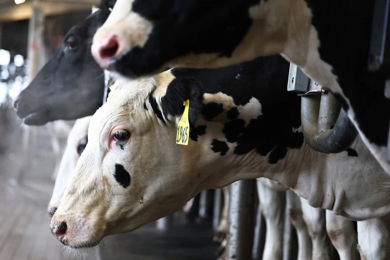 El Departamento de Agricultura detecta una segunda cepa de gripe aviar en vacas lecheras que no se había visto antes en ganado