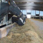 El precio de la leche de vaca en España caen un 10,16% en 2024