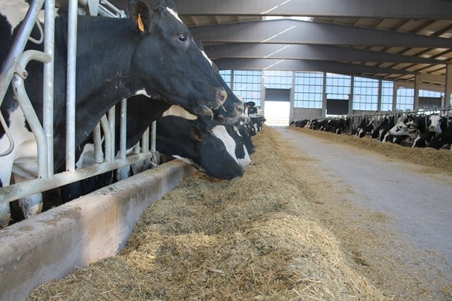 El precio de la leche de vaca en España caen un 10,16% en 2024