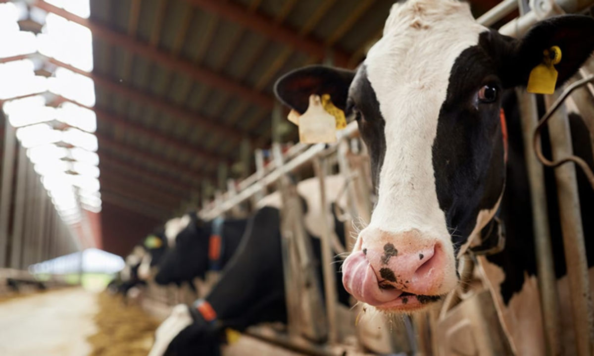 En 2025 La Producción Mundial De Leche Crecerá 0,8 %: Rabobank ...