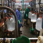 Las granjas de leche gallegas pierden hasta 14 millones al mes por tener precios más bajos