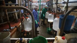 Las granjas de leche gallegas pierden hasta 14 millones al mes por tener precios más bajos