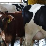 Preocupa una posible nueva disminución de producción de leche local