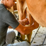 Como aumentar la produccion de leche ante la escasez de lluvias