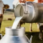 Cuál es la situación económica del sector lechero