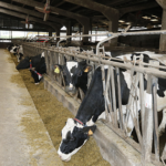 El Gobierno convoca las ayudas de minimis para el apoyo a la produccion lechera de ganado vacuno ovino y caprino