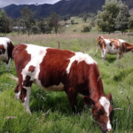 El cooperativismo impulsa la transformacion de la ganaderia rural