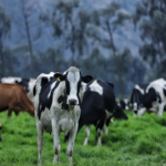 PRODUCTORES GANADERÍA