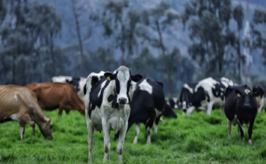 PRODUCTORES GANADERÍA