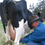 Fijan precio minimo para el litro de leche cruda desde junio