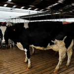 VACA LECHE