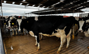 VACA LECHE