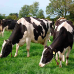 VACA